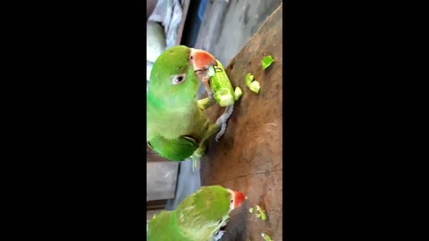 Two Parrot Eating happily| Beautiful lovebird| Friendly parrot|Amazing Parrot Video|#urbanpets