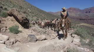 Pack Mule Train on South Kaibab Trail - Grand Canyon National Park