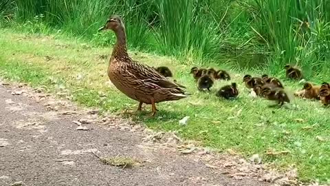 A mamma duck with all her babies