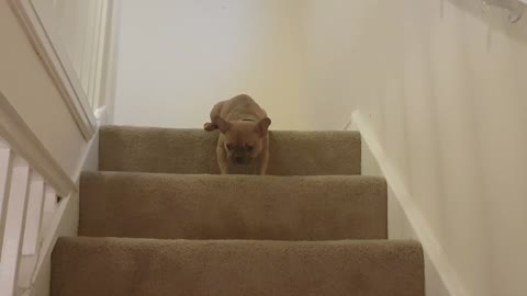 Lazy french bulldog refuses to walk downstairs