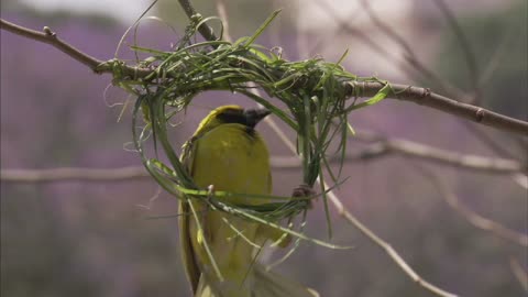 Bird making nest