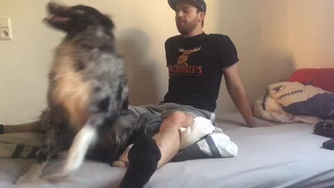 Super cute dog falls back to get cuddled