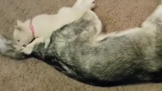 Very tolerant husky puts up with new puppy addition v2