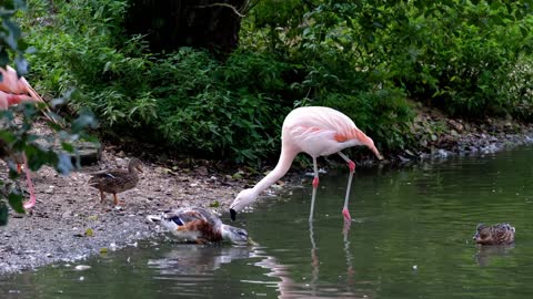 Beautiful View of Flamingo Pink Birds Animal Feeder Pond Water