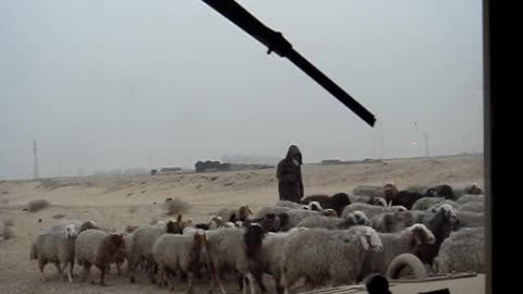 Camp BUCCA IRAQ FOB driving sheep