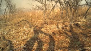 Moment Endangered Leopard Cub Flees From Bush Fire