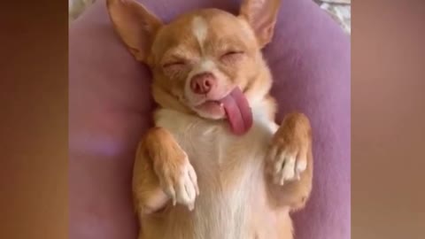 OMG Cute Puppies Dreaming
