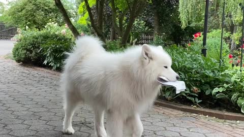 Cute Samoyed shows his most useful and clever tricks