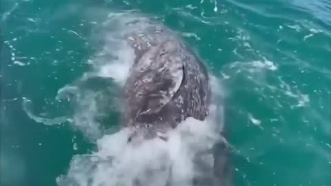 Grey whale put on a show for these people
