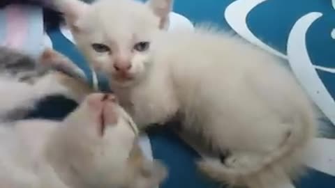 Two kute white kitten play together .<3
