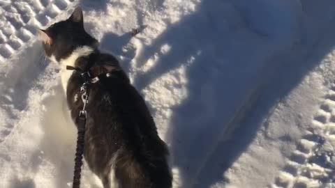 Wonder the cat first snow walk