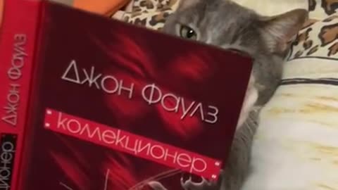 Sophisticated cat reads book in bed