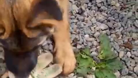 German shepherd playing with a glove