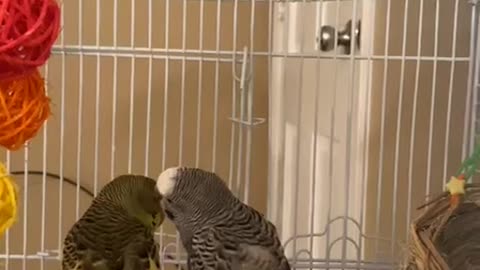 Funny birds kisses