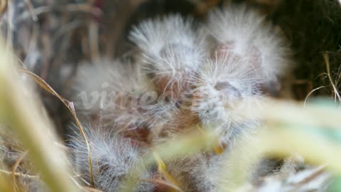 Adorable little baby chicks