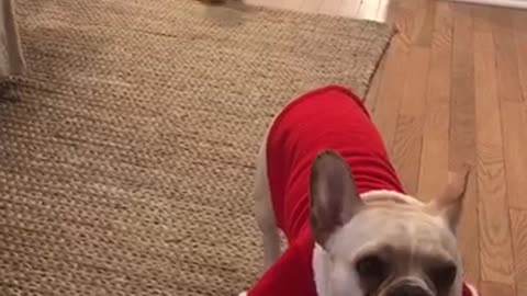 Two dogs in red and green christmas sweaters