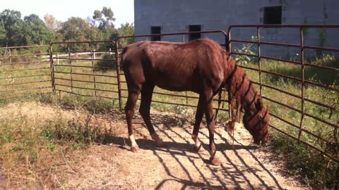 Starving horses at a farm and a human death