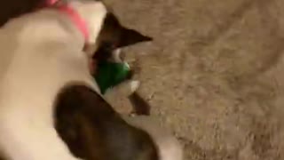 Princess gets a new toy