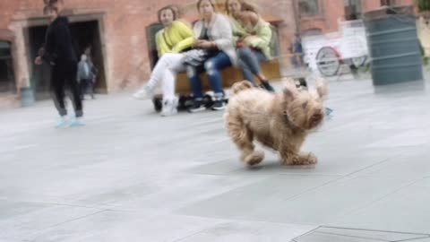Funny Puppy like Run