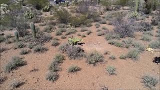 Desert in Southern Arizona