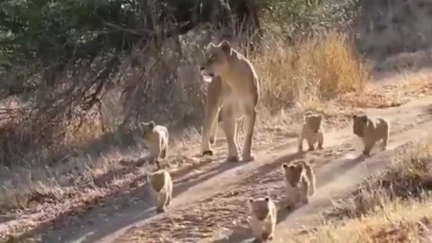 A caring lioness and her cute cubs
