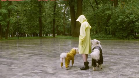 Adorable dogs modeling raining outfit