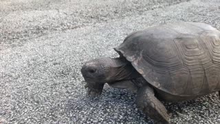 Gopher Tortoise Sprinting