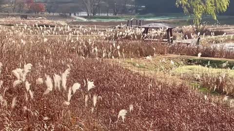 Reed Forest