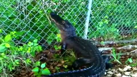 Locked in, this crocodile manages to escape.