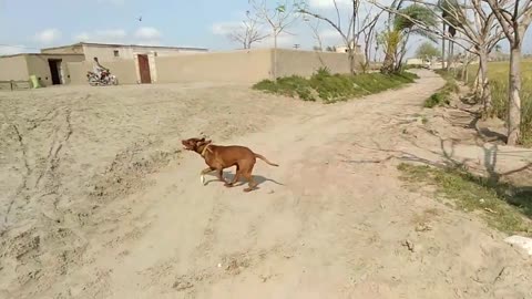 English Pointer Dog The Best Pointing Dog Breed Pointr Male Dog Training Pointer Dog #3423