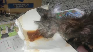 Gato rescatado Bucaramanga