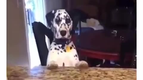 Dogs funny moments ( video)🤣🤣// #comdey video #funny #entertainment #viral