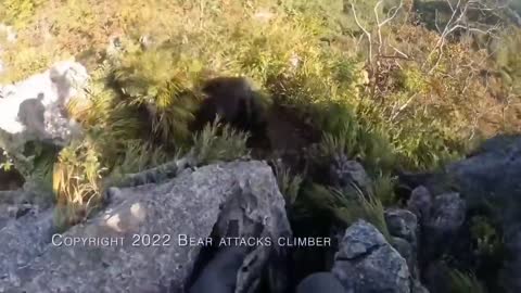 Mountain Climber Fights Off Bear