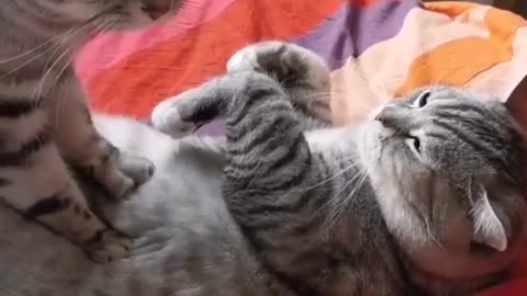 even cats do massage