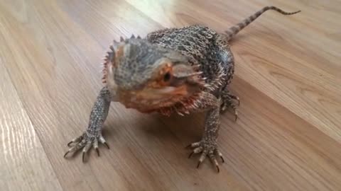 Bearded Dragon Goes Absolutely Gaga For Blueberries