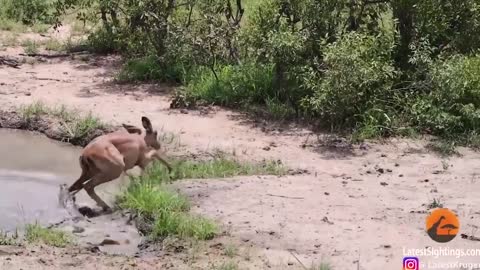 The_daring_Hyena_brutally_defeated_the_Lion_just_to_take_her_prey__Wild_Anim