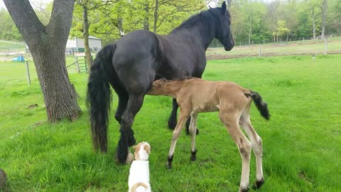 SO cute! New born foal nursing