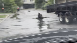 A dog on the car road