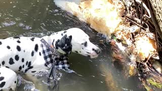 Dalmatian Goes for a Dip