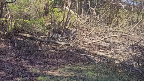 Indiana spring storms