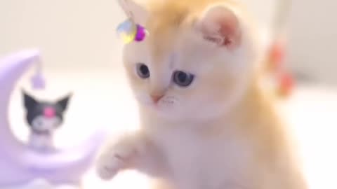 Fanny cat videos | kitty cat video | Cute cat videos | Pet Animal video |