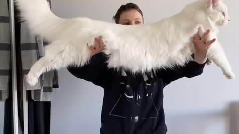 How big is Maine Coon Female cat