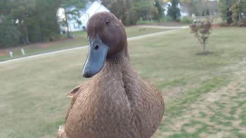 Slow motion quack