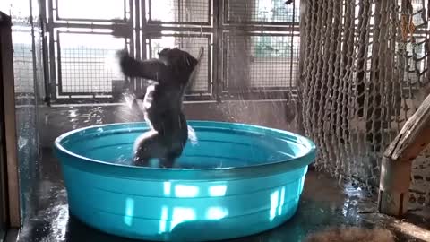 Gorilla Youngster Has The Time Of Her Life Splashing In Pool