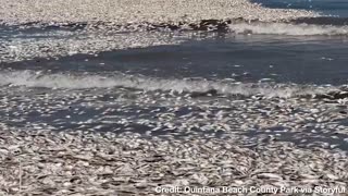 A Sea of Dead Fish Spotted at Texas Beach