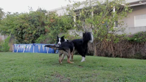 Playful dogs