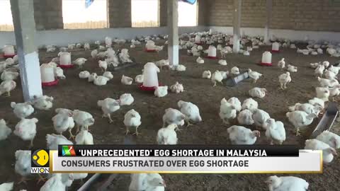 Business News | Inflation hits egg consumers in Malaysia