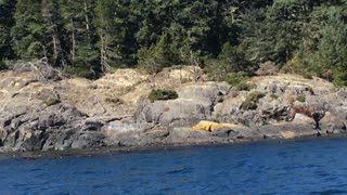 Orca encounter of Vancouver island