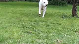 Slow motion dog.