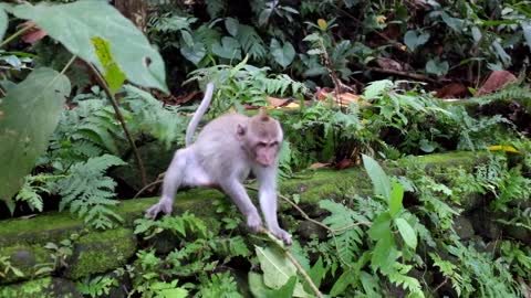 Monkey playing on tree